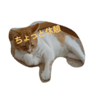 のんびりレオさん（個別スタンプ：4）