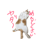 むさこじ（個別スタンプ：4）