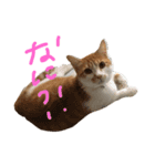 むさこじ（個別スタンプ：6）