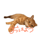 むさこじ（個別スタンプ：8）