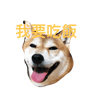 Shiba And Black Cat（個別スタンプ：1）
