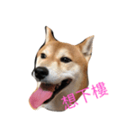 Shiba And Black Cat（個別スタンプ：2）