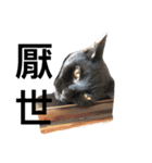 Shiba And Black Cat（個別スタンプ：8）