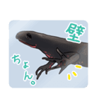 アカハライモリのおいも（個別スタンプ：4）