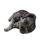 maru1gou（個別スタンプ：2）