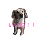moca stampp（個別スタンプ：1）