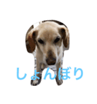 moca stampp（個別スタンプ：6）