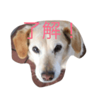 moca stampp（個別スタンプ：7）