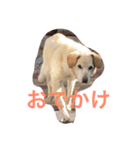 moca stampp（個別スタンプ：8）