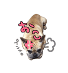 Hello my mane is LEO（個別スタンプ：24）