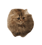 mequemeque（個別スタンプ：1）
