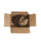 mequemeque（個別スタンプ：8）