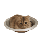 mequemeque（個別スタンプ：12）