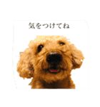 やまとくんのにちじょう2（個別スタンプ：13）