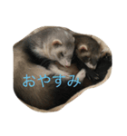 korumiru（個別スタンプ：1）