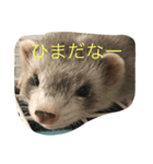 korumiru（個別スタンプ：3）