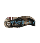 korumiru（個別スタンプ：6）