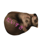korumiru（個別スタンプ：7）