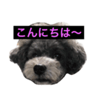 石井 ティム2（個別スタンプ：5）