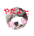 石井 ティム2（個別スタンプ：11）