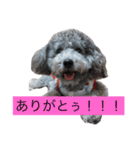 石井 ティム2（個別スタンプ：14）