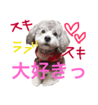 石井 ティム2（個別スタンプ：16）