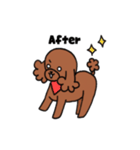 トイプーの飼い主さんへ。（個別スタンプ：36）