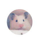 キンクマハムスターぴょんちゃんしーちゃん（個別スタンプ：8）