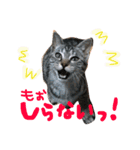 家族のうーちゃん（個別スタンプ：7）