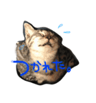 家族のうーちゃん（個別スタンプ：9）
