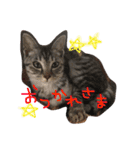 家族のうーちゃん（個別スタンプ：13）