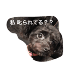 ポメプー ハルちゃん（個別スタンプ：1）