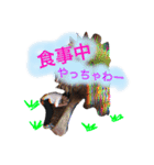 ぶーさんのスタンプ（個別スタンプ：1）