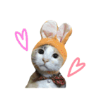 縞三毛猫のくるる（個別スタンプ：1）