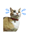 縞三毛猫のくるる（個別スタンプ：2）