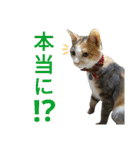 縞三毛猫のくるる（個別スタンプ：3）