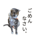 縞三毛猫のくるる（個別スタンプ：4）