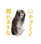 縞三毛猫のくるる（個別スタンプ：6）