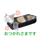 縞三毛猫のくるる（個別スタンプ：7）