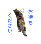縞三毛猫のくるる（個別スタンプ：8）