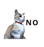 縞三毛猫のくるる（個別スタンプ：11）