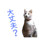 縞三毛猫のくるる（個別スタンプ：13）