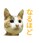 縞三毛猫のくるる（個別スタンプ：16）