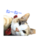 縞三毛猫のくるる（個別スタンプ：17）