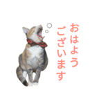 縞三毛猫のくるる（個別スタンプ：18）