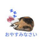 縞三毛猫のくるる（個別スタンプ：19）
