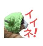 縞三毛猫のくるる（個別スタンプ：20）