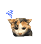 縞三毛猫のくるる（個別スタンプ：21）