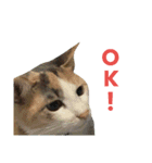 縞三毛猫のくるる（個別スタンプ：22）