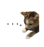 縞三毛猫のくるる（個別スタンプ：23）